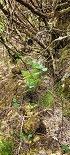 Plants: image 86 Of 208 Thumb